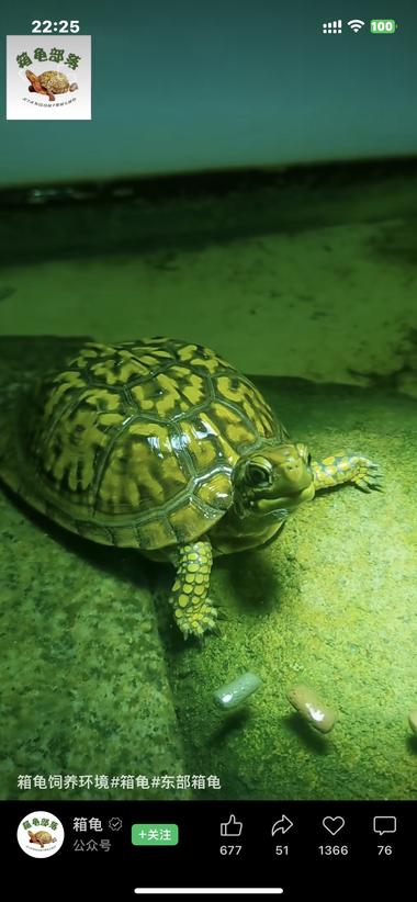 这个博主就发了乌龟的视频，不知道为什….-航海圈
