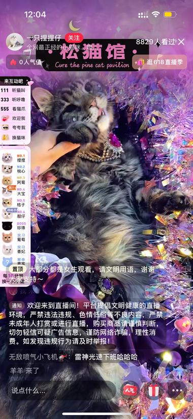 年轻人云养猫必备地 非传统意义上的 擦边….-航海圈