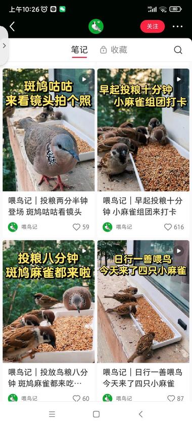 定机拍摄赛道,小鸟吃饭喽1、国外一….-航海圈