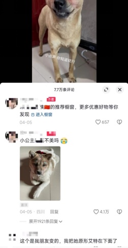 狗狗化妆带货现在喜欢宠物的人非常多….-航海圈