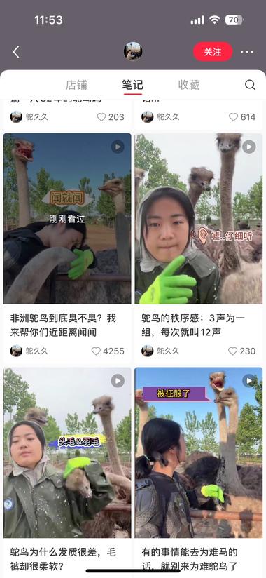 小红书：稀有动物吸睛，然后带鸵鸟毛….-航海圈