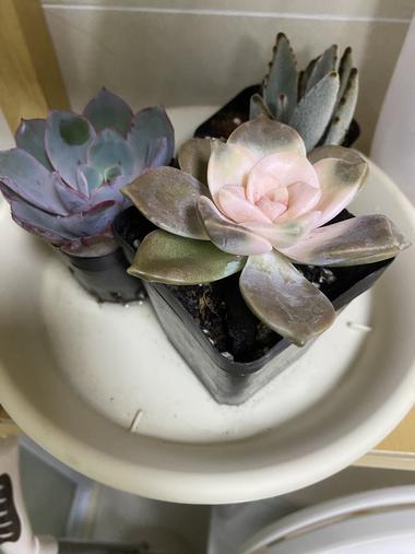 医美线下通过免费送多肉加女生微信，女….-搞钱风向标论坛-航海社群内容-航海圈