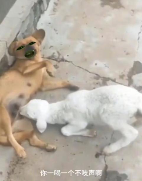 图片[2]-绿幕五官第一人称吐槽搞笑视频制作方法