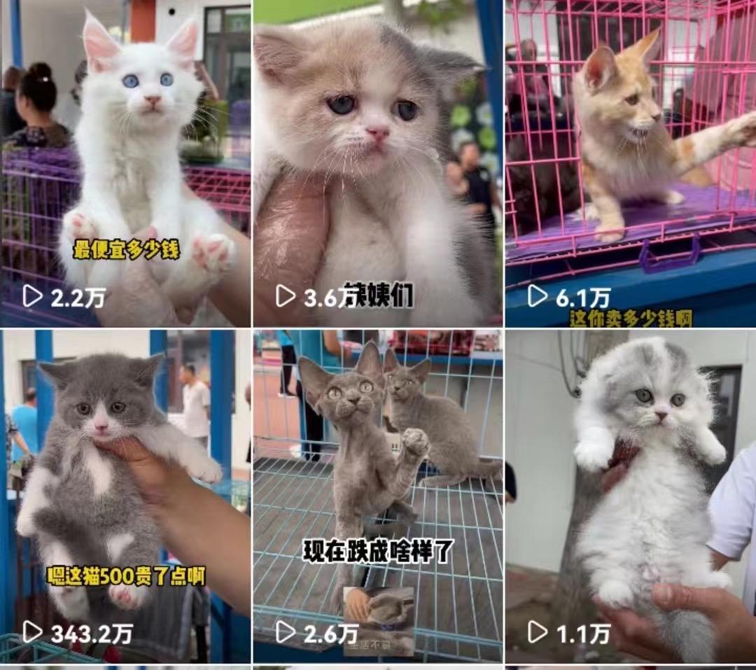 图片[7]-宠物活体项目，1年单号变现32w，6700字长文保姆级教程