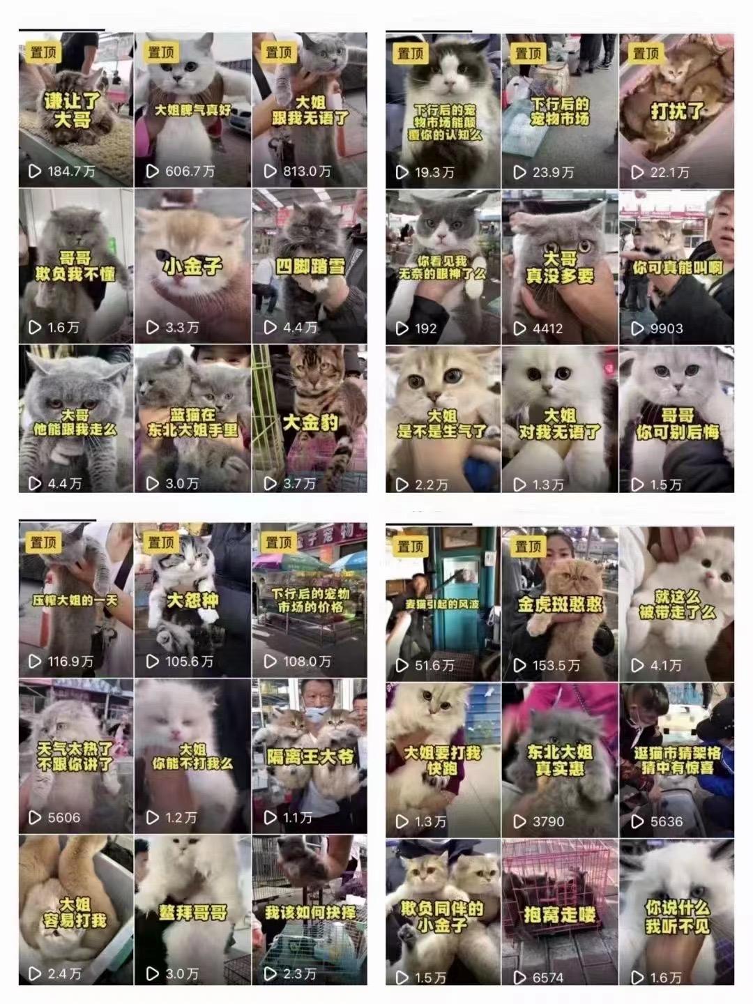 图片[18]-宠物活体项目，1年单号变现32w，6700字长文保姆级教程