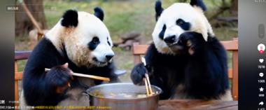图片[3]-抖音刷到的，通过AI,大熊猫做各种….-网创风向标论坛-网络创业-网创圈