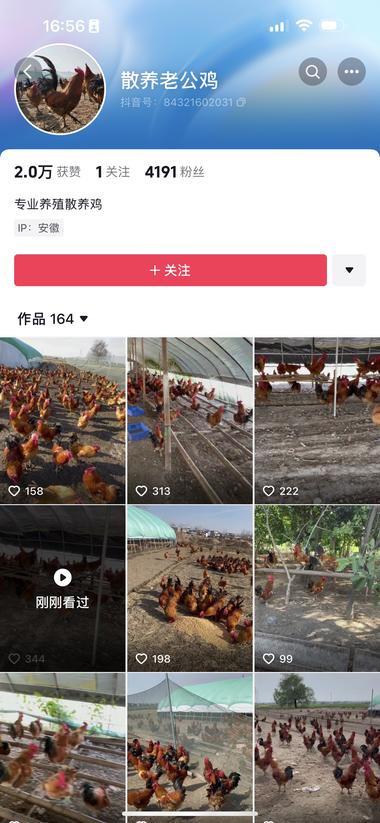 抖音上看到的卖家禽散养鸡什..#风向标-搞钱风向标论坛-航海社群内容-航海圈