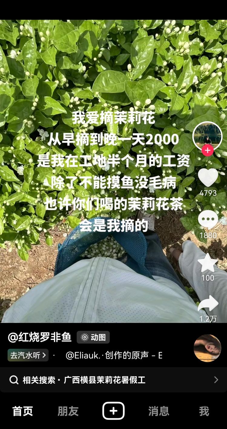 抖音发摘茉莉花照片，实际是..#风向标-搞钱风向标论坛-航海社群内容-航海圈