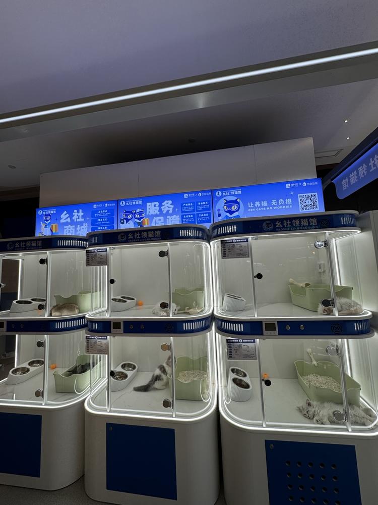 猫咪免费送，复购来自猫粮。..#风向标-航海圈